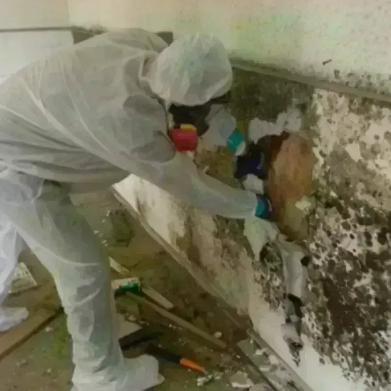 Mold Remediation and Removal in Arkoma, OK